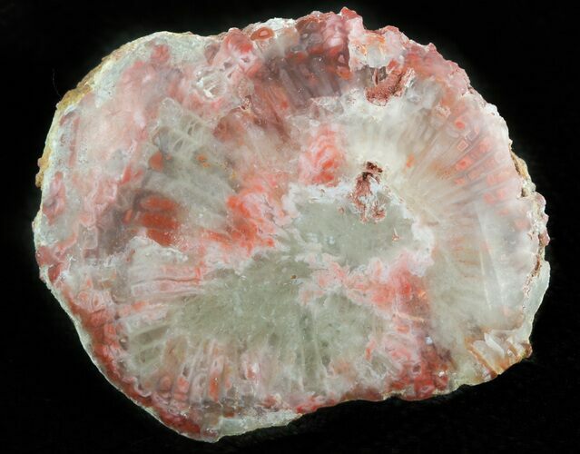 Pennsylvanian Aged Red Agatized Horn Coral - Utah #46749